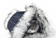 Choosing a Breed of Canine: Do the Research personalized pet blanket